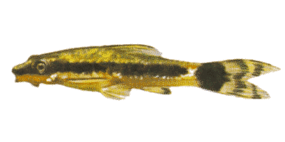 Kleiner Saugwels --- Otocinclus affinis