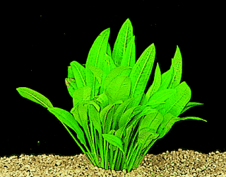 Schwarze Amazonas --- Echinodorus parviflorus