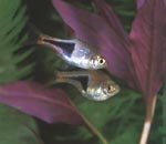 How about you, me, and that Alternanthera plant over there?