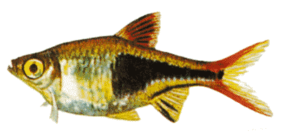Keilfleckbrbling --- Rasbora heteromorpha