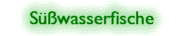 Swasserfische