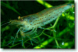 Algenbekmpfung mit Charme - Caridina japonica