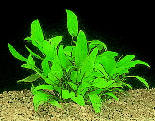 Kleiner Wasserkelch --- Cryptocoryne willisii