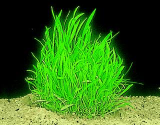 Neuseelandgraspflanze --- Lilaeopsis novae-zelindae