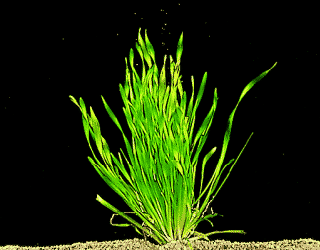 Kleine Schraubenvallisnerie --- Vallisneria torta