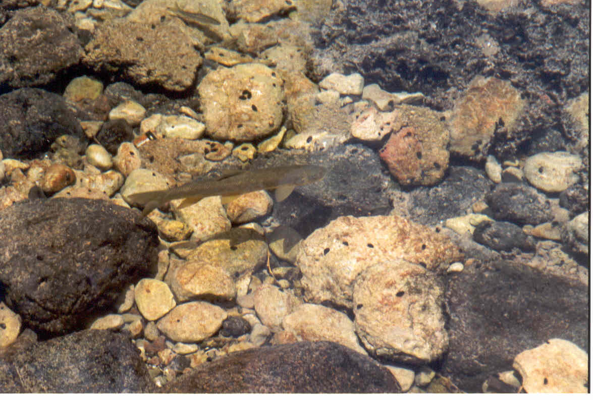 fisch.jpg